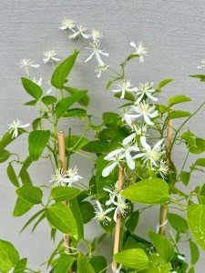 '' Powojnik Stellar 3